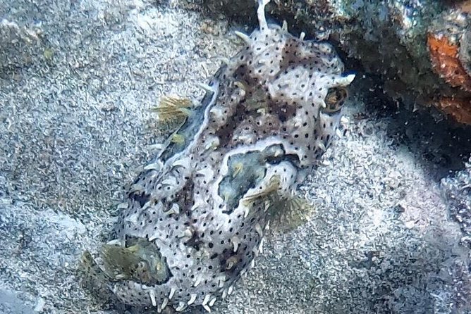 Private Full Day Guided Snorkeling or Diving Charter in St Thomas - Little Buck Island and Shipwreck Cove: Your First Major Reef Stop
