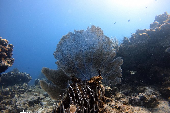 Private Full Day Guided Snorkeling or Diving Charter in St Thomas - Little St. James Ledges and the Protected Marine Park Feel
