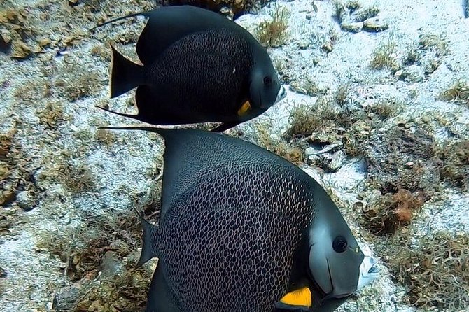 Private Full Day Guided Snorkeling or Diving Charter in St Thomas - Crew Service, Safety Feel, and How the Day Gets Customized