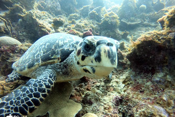 Private Full Day Guided Snorkeling or Diving Charter in St Thomas - Price, Duration, and What You’re Actually Getting for the Money