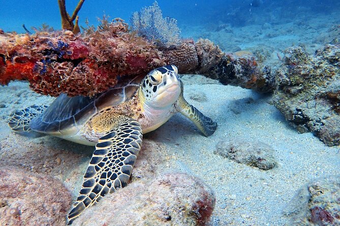 Private Half-Day Guided Snorkeling Charter in St. Thomas - Private half-day snorkeling on a 42-foot boat in St. Thomas