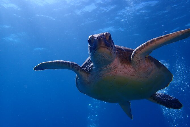 Private Half-Day Guided Snorkeling Charter in St. Thomas - The boat experience: snacks, bottled water, and Pirate Punch after snorkeling