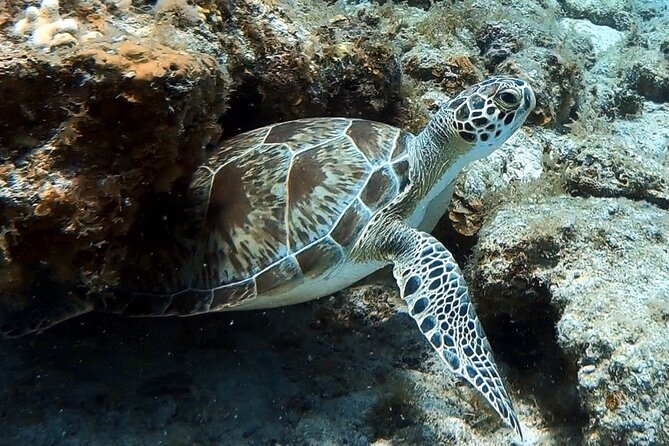 Private Half-Day Guided Snorkeling Charter in St. Thomas - Timing and duration: how the half-day stays comfortable