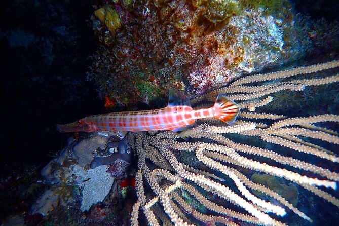 Private Sunset Charter + Guided Night Snorkeling in St Thomas - How the sunset-to-night switch makes the snorkeling better