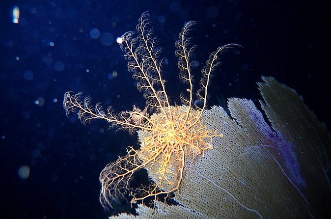 Private Sunset Charter + Guided Night Snorkeling in St Thomas - What you might see after dark (and how to spot it)