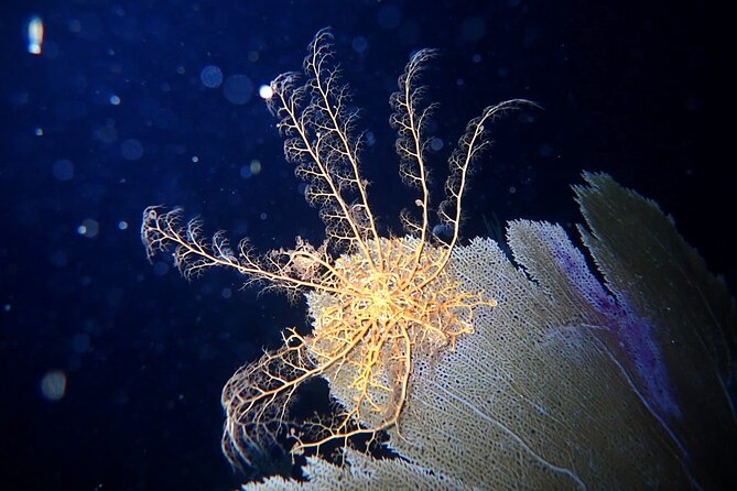 Private Sunset Charter + Guided Night Snorkeling in St Thomas - Meeting at Saga Haven Marina, and why arriving on time helps