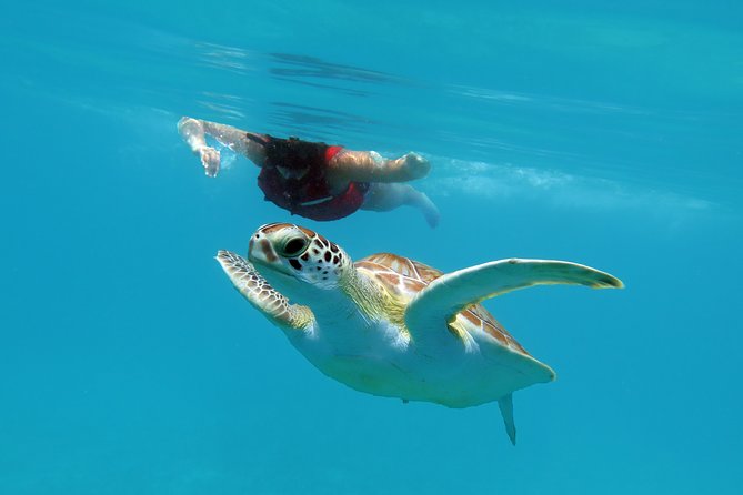 Reef and Turtle Adventure - Kayak and Snorkel Tour - Stop 1: Reef snorkeling with a picnic break planned in