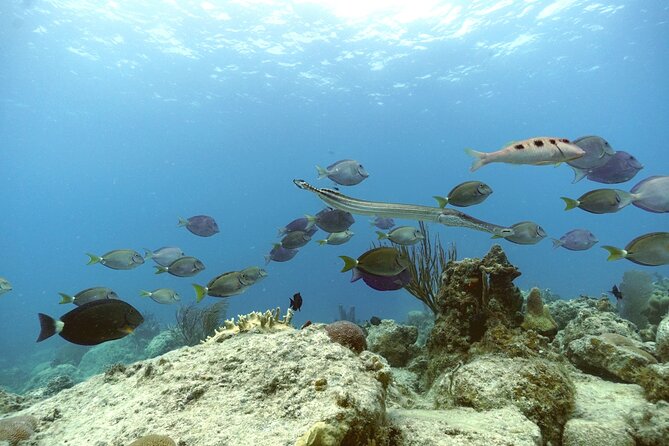 Reef and Turtle Adventure - Kayak and Snorkel Tour - Stop 2: Sea turtles in their habitat, plus the more challenging paddle