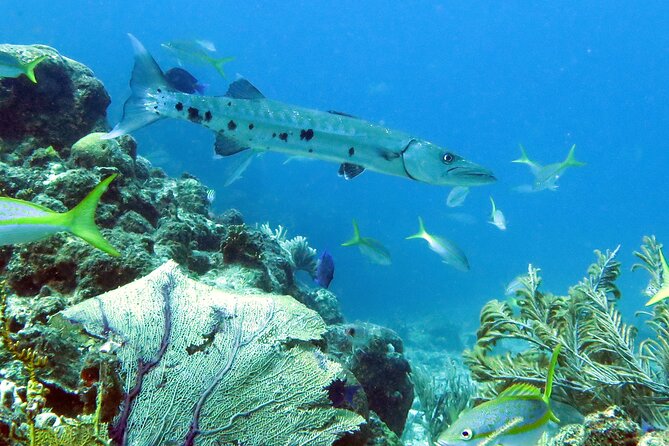 Reef and Turtle Adventure - Kayak and Snorkel Tour - Price and what you actually get for $159