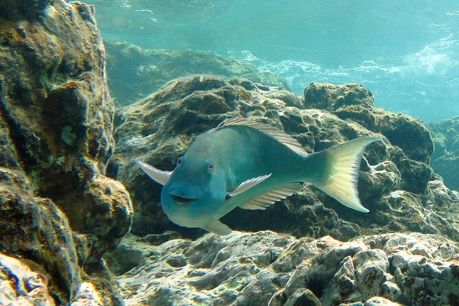 Reef and Turtle Adventure - Kayak and Snorkel Tour - What you need to do physically, and who should pass