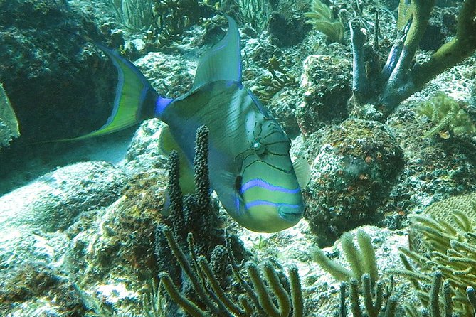 Reef and Turtle Adventure - Kayak and Snorkel Tour - What to bring so the day stays comfortable
