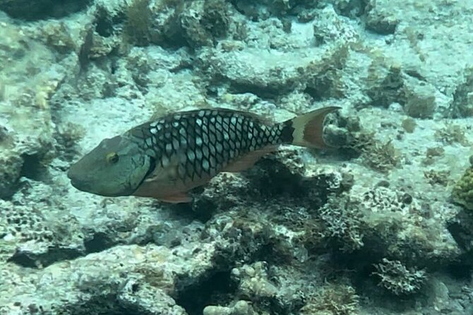 Sail and Snorkel Private Charter - Mid-Day Sail 1230pm to Sunset - Who This Mid-Day Sail Is Best For