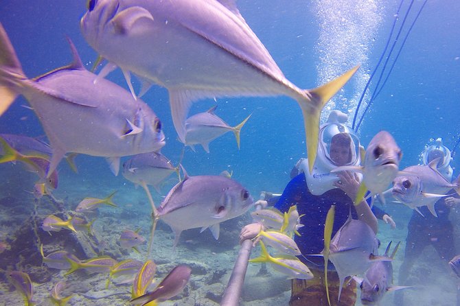 Sea Trek Helmet Dive at Coral World Ocean Park - Safety, Fitness, and the Health Rules You Must Take Seriously