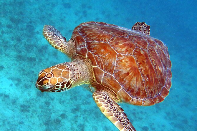 Small Group Sea Turtle Tour (Guaranteed to see turtles) - Quick hits before you go