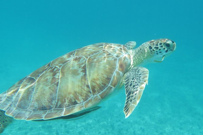 Small Group Sea Turtle Tour (Guaranteed to see turtles) - What actually happens during the 2 hours on the water