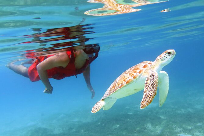 Small Group Sea Turtle Tour (Guaranteed to see turtles) - Price and value: is $89 worth it?