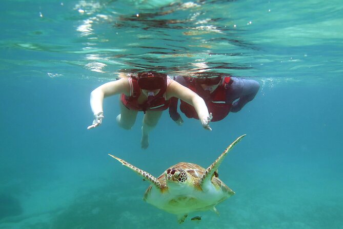 Small Group Sea Turtle Tour (Guaranteed to see turtles) - A few smart tips to maximize turtle time
