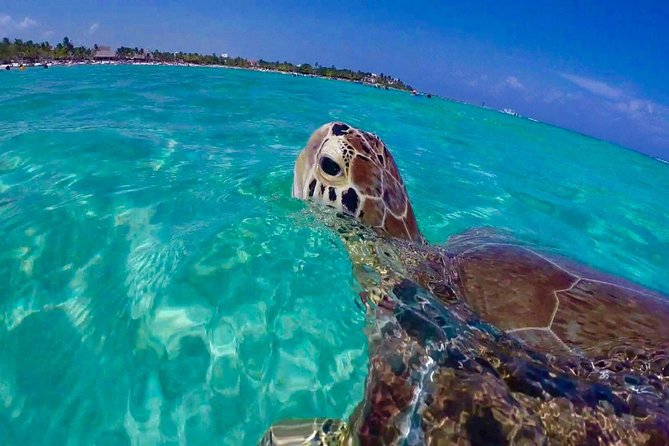 Snorkel St. John Tour from Sapphire and Margaritaville - Key highlights before you go