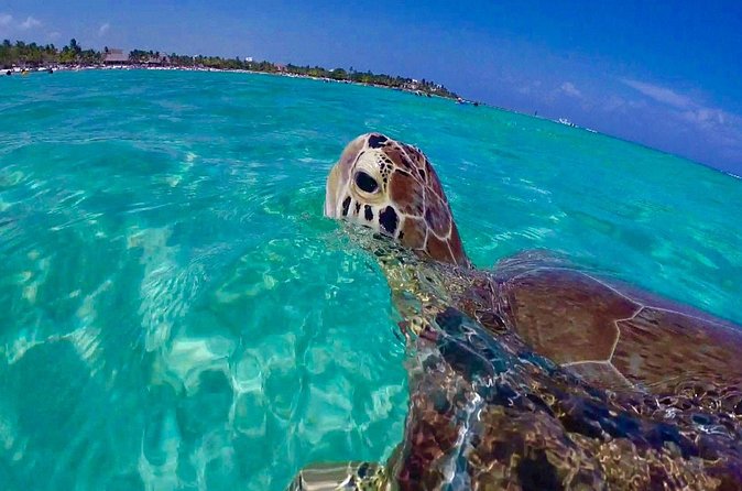 Snorkel St. John Tour from Sapphire and Margaritaville - Crew and captain: friendly service, plus real safety work