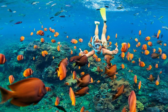 Snorkel & Swim with Turtles. Semi Private Tour to Buck Island & Honeymoon Beach - St Thomas Turtle Snorkel Schedule: How the 4 Hours Really Works