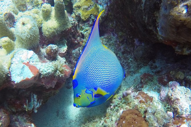 Snorkeling Adventure in St Thomas - The In-Water Guide and Small-Group Coaching: How It Works