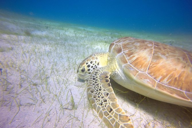 Snorkeling Adventure in St Thomas - Snacks, Soda, and Pirate Punch: The Break That Keeps It Fun