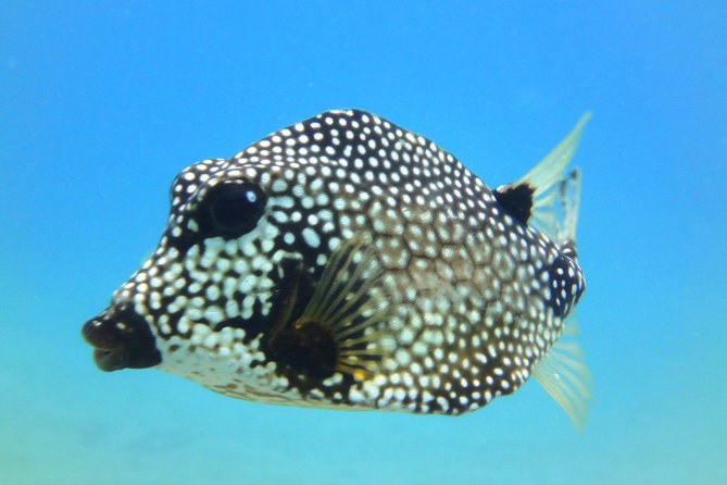 Snorkeling Adventure in St Thomas - Price and Value: Is $129 Worth It in St. Thomas?
