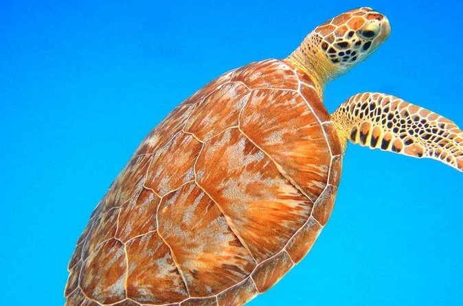 Snorkeling Adventure in St Thomas - Conditions, Swim Ability, and Who Should Book It