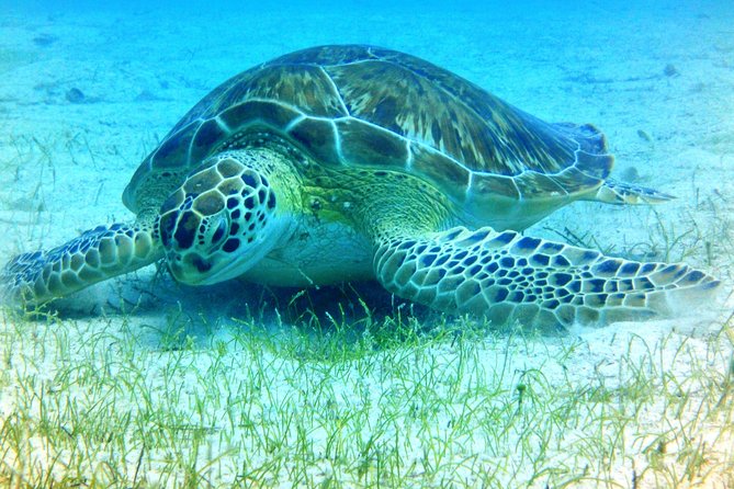 Snorkeling Adventure in St Thomas - Two Snorkel Sites Around St. Thomas: Why More Than One Stop Matters
