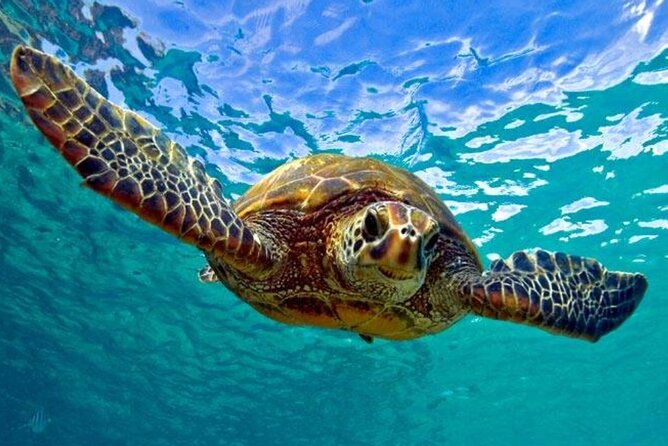 Snorkeling with Sea Turtles at St. Thomas - Key highlights worth your attention