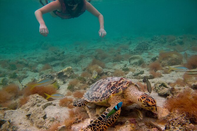 Snorkeling with Sea Turtles at St. Thomas - Brewers Bay, the calm start where sea turtles feed