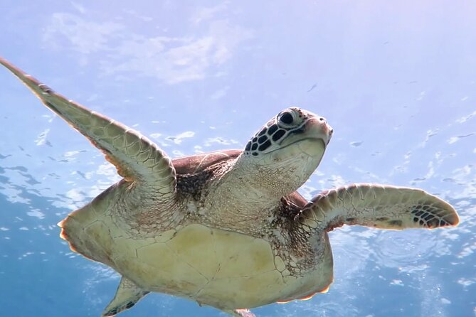 Snorkeling with Sea Turtles at St. Thomas - Meeting point at Kimbas Food Truck, and how to plan transportation