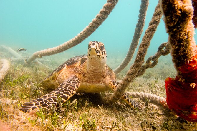 Snorkeling with Sea Turtles at St. Thomas - Getting in the water: walk-in snorkeling with no jumping