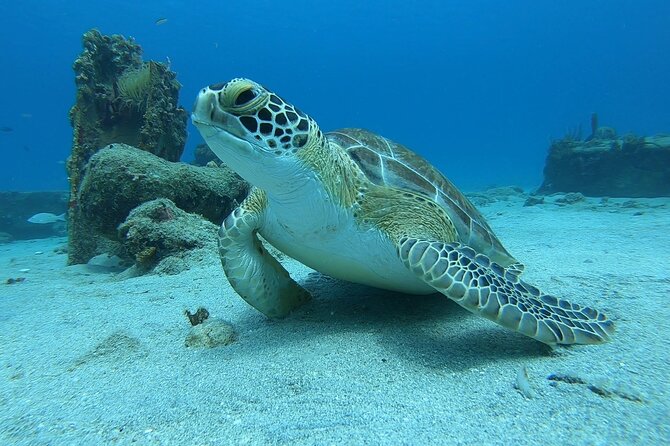 Snorkeling with Sea Turtles - The included snorkel equipment, and how to use it well
