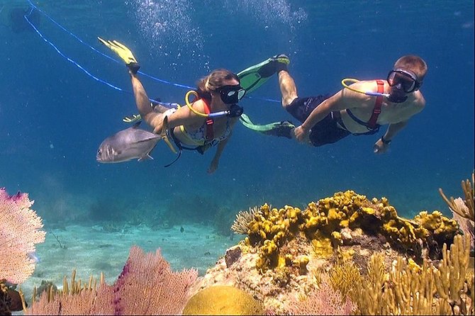 Snuba Adventure at Coral World Ocean Park - Key Highlights Worth Your Attention