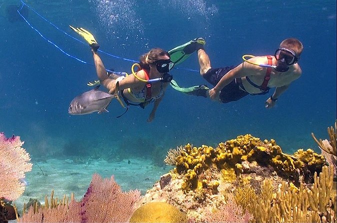 Snuba Adventure at Coral World Ocean Park - Price and Extras: what $102 covers and what can add up