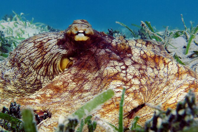 St Thomas Kayak and Sea Turtle Snorkel Excursion - Kayaking on tandem, and what beginners should expect