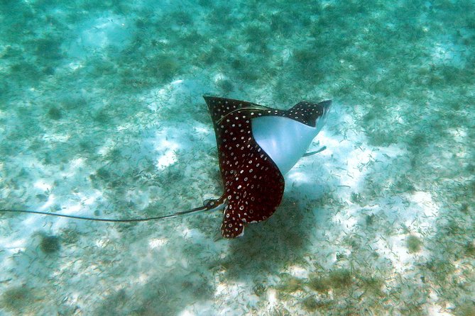 St Thomas Kayak and Sea Turtle Snorkel Excursion - The quiet bay stop where sea turtles are the point