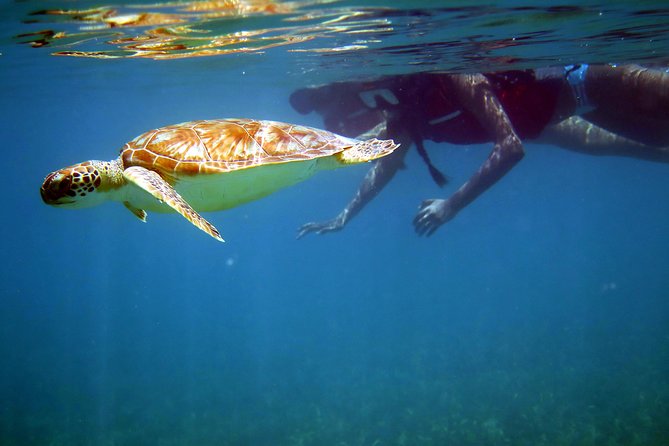 St Thomas Sea Turtle Snorkel Kayak Adventure Tour - Key things to know before you go