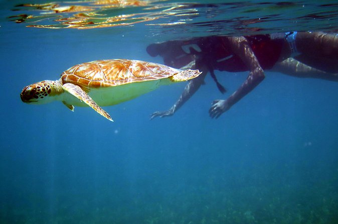 St Thomas Sea Turtle Snorkel Kayak Adventure Tour - Beach time and lunch: included food that keeps you happy