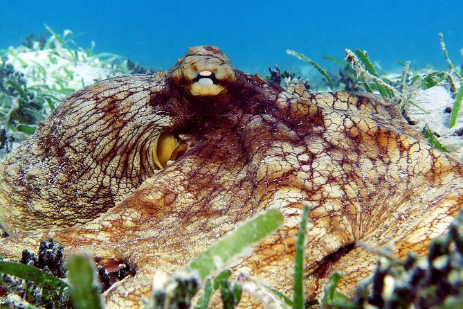 St Thomas Sea Turtle Snorkel Kayak Adventure Tour - Photos and the small extras worth budgeting for