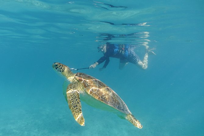 St Thomas Sea Turtle Snorkel Kayak Adventure Tour - Pricing check: is $139 good value for St Thomas?