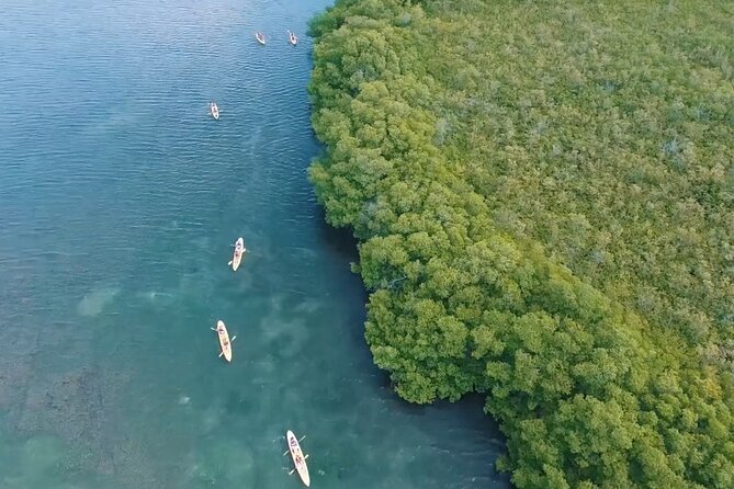 St Thomas Shore Excursion: Mangrove Lagoon Kayak and Snorkel Tour - Snorkeling the Coral-Fringed Mangrove Roots