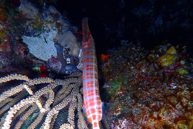 Sunset on the Water + Night Snorkeling with Guide in St. Thomas - What you might spot after sundown (and why it’s worth waiting)