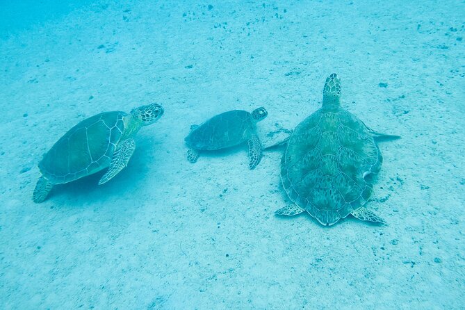 The Frederiksted St. Croix Sea Turtles Snorkeling Tour - Turtle Cove start: where the snorkeling begins