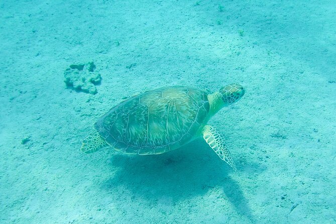 The Frederiksted St. Croix Sea Turtles Snorkeling Tour - Timing, groups up to 30, and how to get the best water time
