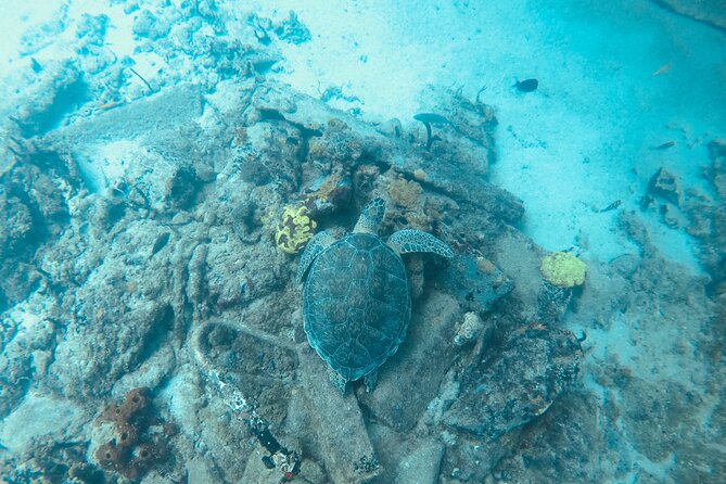 The Frederiksted St. Croix Sea Turtles Snorkeling Tour - What to bring for better photos and a smoother wade
