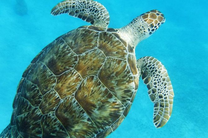 Turtle Cove Catamaran Snorkel and Sail at Little Buck Island STT - Who this trip fits best, and who should think twice