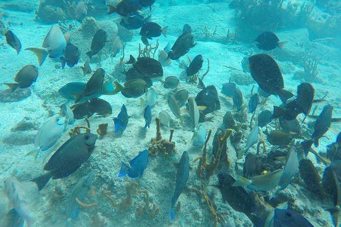 Turtle Cove Catamaran Snorkel and Sail at Little Buck Island STT - My booking checklist (so you don’t lose time on day-of)
