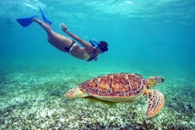 Turtle Snorkel Sail on Buck Island from Frenchman's Reef - Key Highlights Worth Planning For